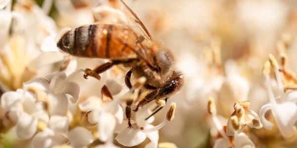 a bee 