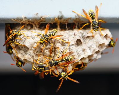 Wasps building a nest together.