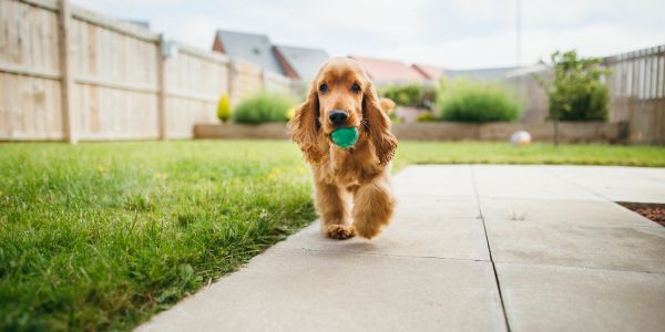 Dog walking with ball in mouth in backyard.