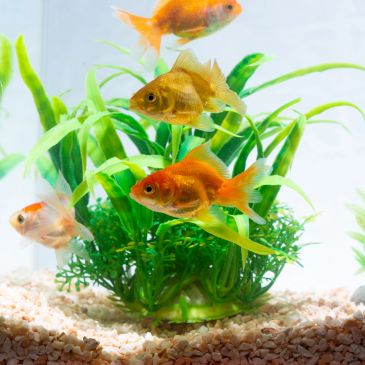 Peixes dourados nadando em aquário com plantas.