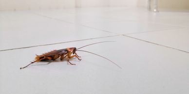 Close-up of a cockroach on a tiled floor indoors.