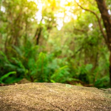 Sunlit forest with a rocky foreground.