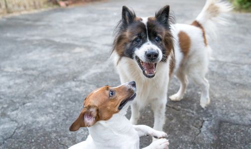 #doggydaycare #westerly