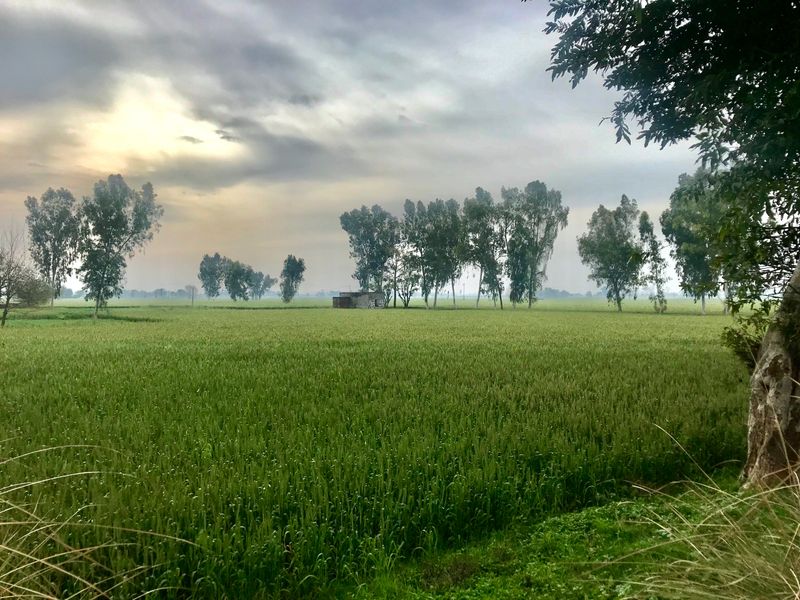 Beautiful view of wheat fields in small village of Hafizabad, Punjab Pakistan.