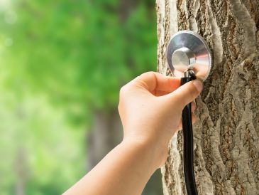 Before we cut anything, our experienced arborists assess the tree to check its health. If it’s healt