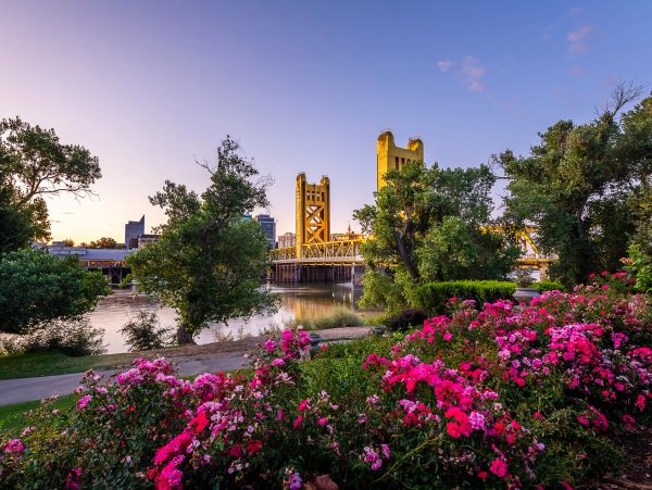 Sunset view of a golden bridge with vibrant pink flowers and trees along a riverbank.