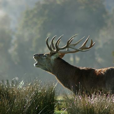 South Island Superyacht hunting New Zealand red stag