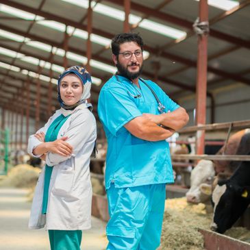 Two confident veterinarians standing in a barn with cows.