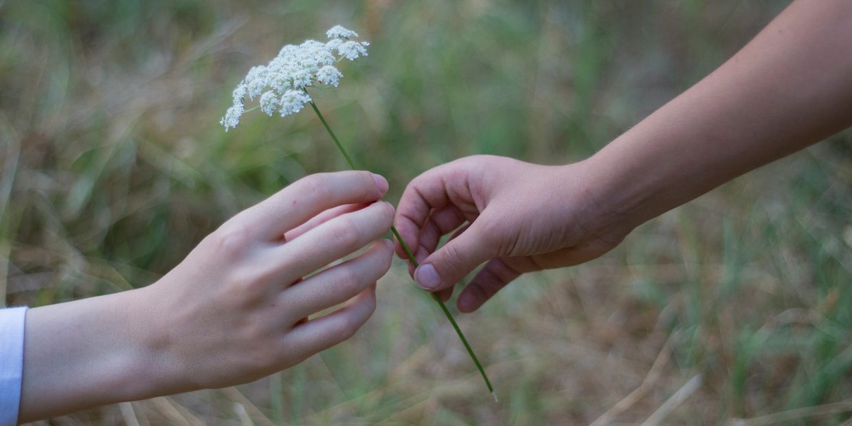 Two hands exchanging a small white flower.