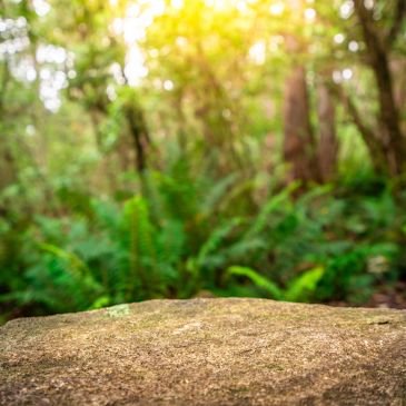 Blurred forest background with sun rays and rock in foreground.