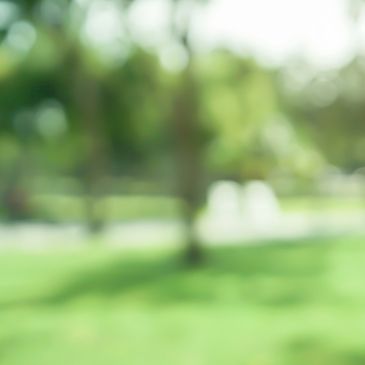 Blurred image of a green outdoor park with trees and grass.