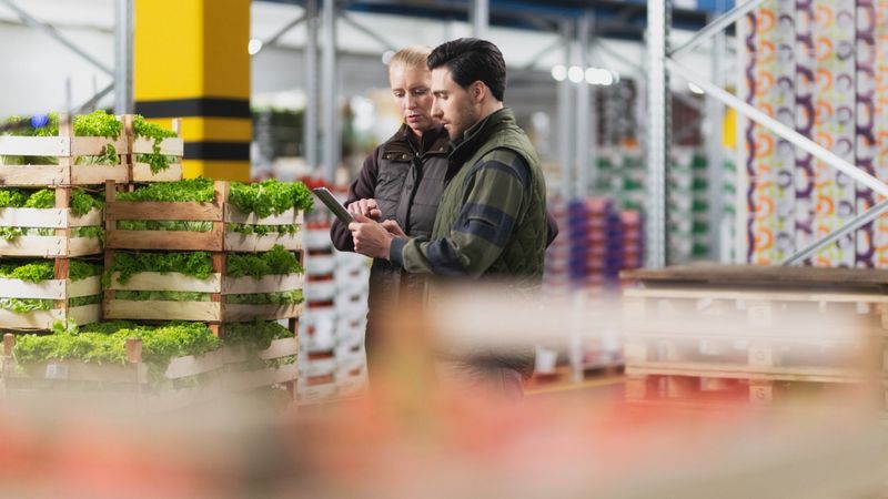 Stack of wooden boxes with fresh lettuce in warehouse and two employees checking delivery.