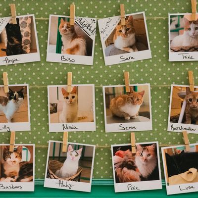 Photos of cats with names displayed on a board.