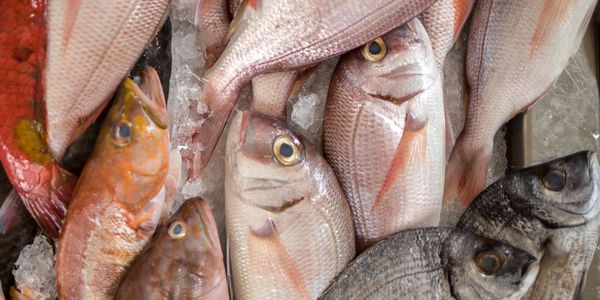 Fresh fish variety displayed on ice at a market.