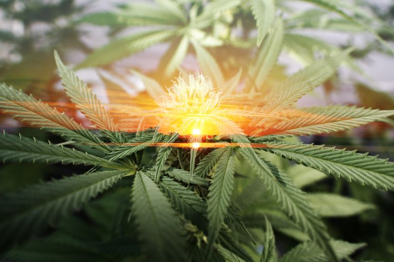 Marijuana Art With Cannabis Leaves With Beautiful Sunrise