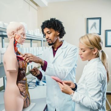 Two medical students study a human anatomy model in a lab.