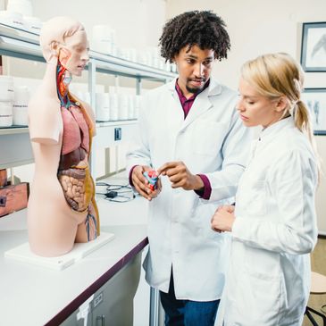 Two medical students studying a human anatomy model in a lab.