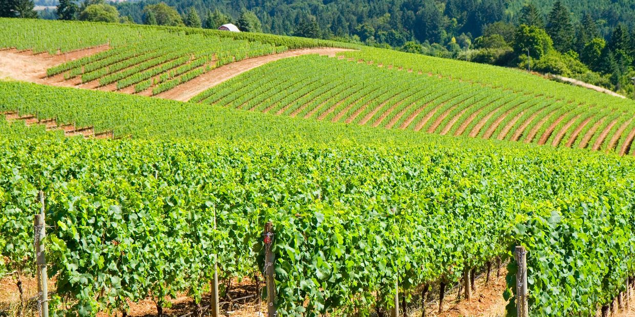Overview of vineyard in Yamhill County, Oregon