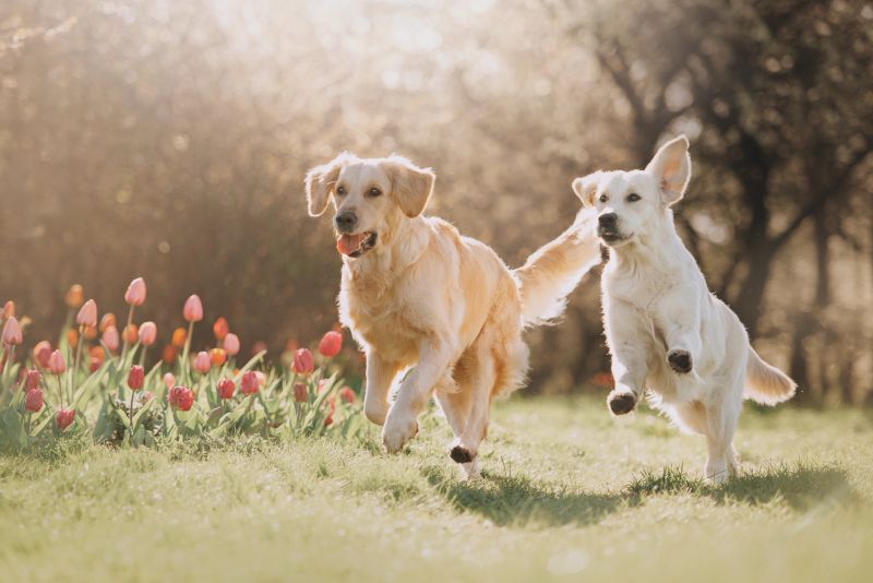 Two Golden retriever dogs running after each other in spring