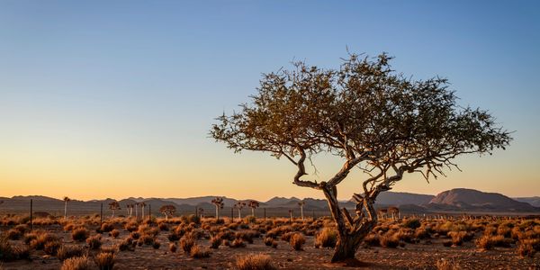 A lone tree in a desert landscape at sunset.