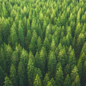 Dense forest of evergreen trees from above.