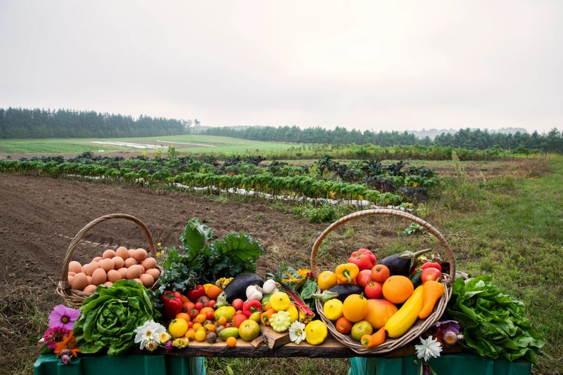 A still life of freshly harvested organic vegetables, produce and eggs pictured with the farm they were grown on in the background.  The produce has not been retouched and has some dirt and straw on it from the fields.  This a community shared agricultural operation.