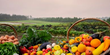 Fresh farm produce on a table with a field background.