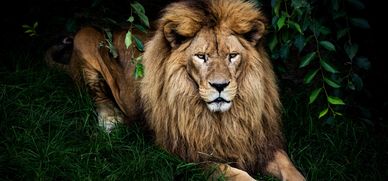 Lions Burger Den at Festivals