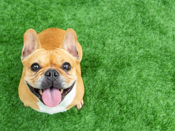 Happy French Bulldog sitting on green grass, looking up with tongue out.