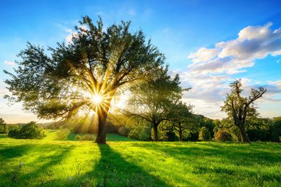 Sunlight beams through a tree in a lush green field under a blue sky.