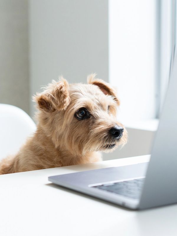 A small dog attentively looking at a laptop screen on a white table.