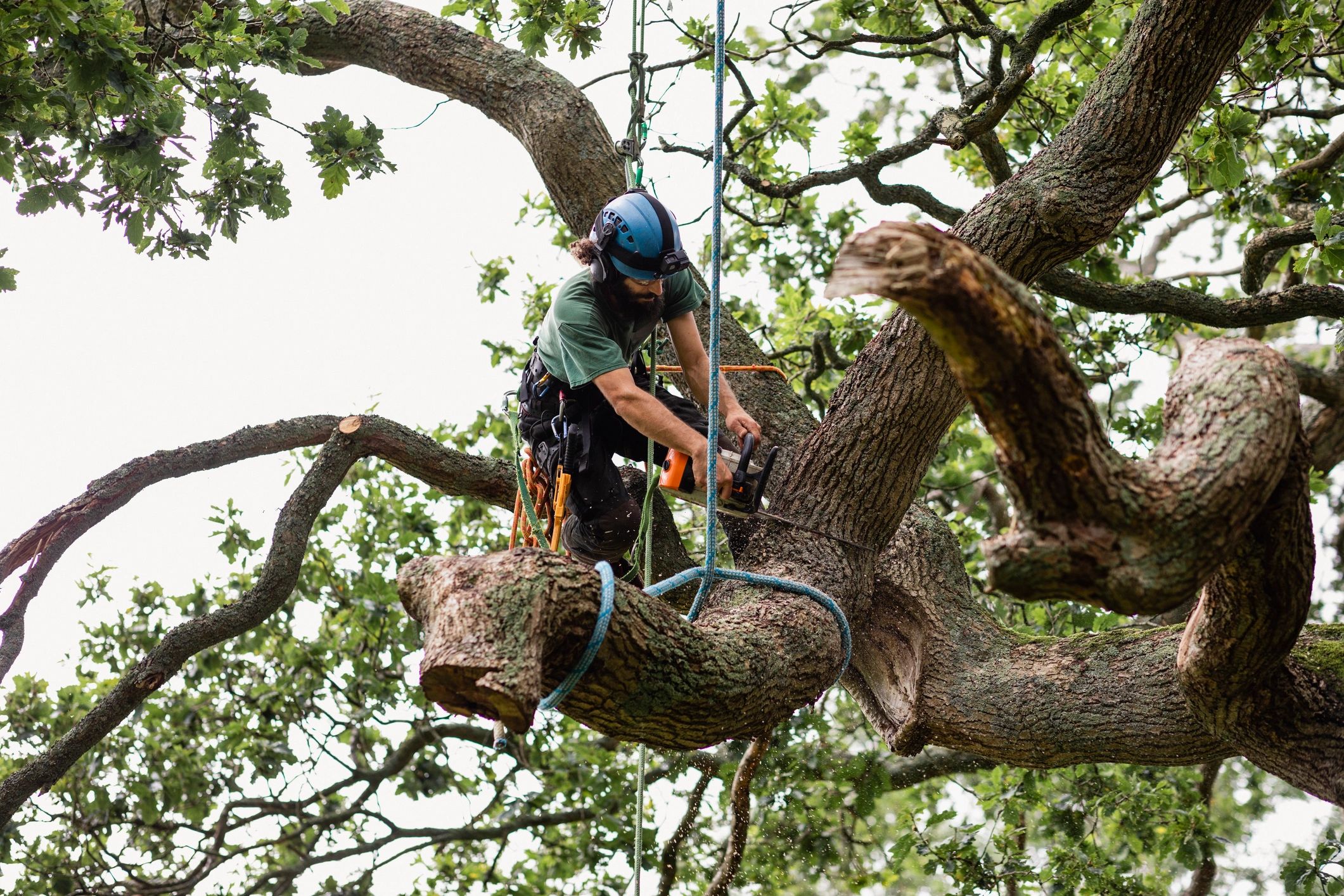 Safe Tree Removal Tips
