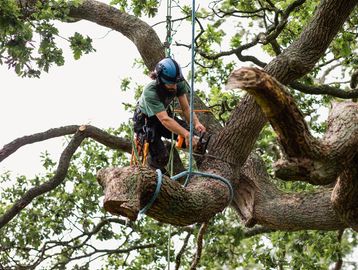 Arborist working on a tree with safety gear.