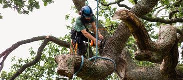 Caring for trees boosts property value, and health. Hire a trusted local small business. Contact us!