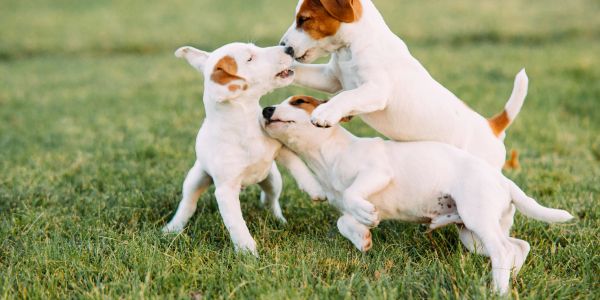 Three playful puppies interacting on grass.
