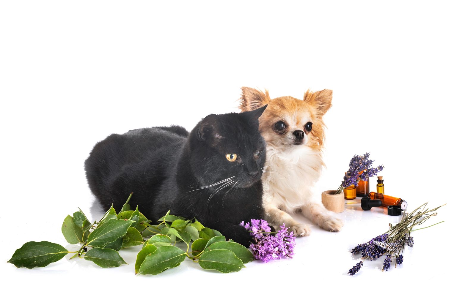 A black cat and a small dog with essential oils on a white background.