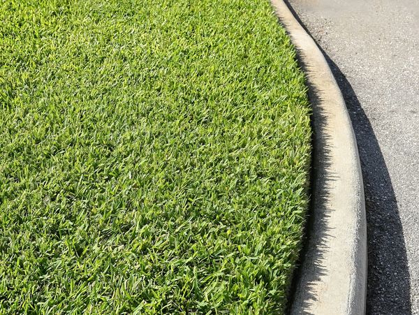 Close-up of neatly trimmed grass next to a curved concrete curb.