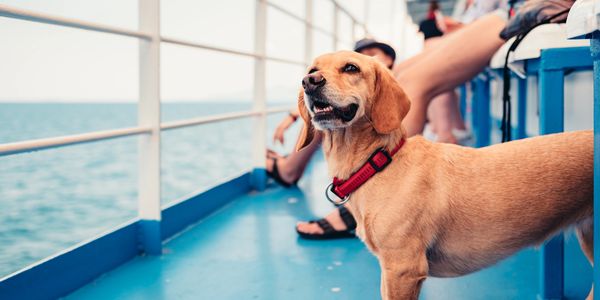 dog on Ardrossan ferry deck