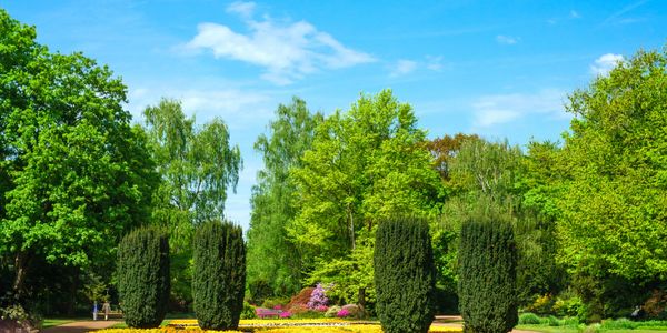 Vibrant flower beds and tall shrubs in a sunny garden under a clear blue sky.