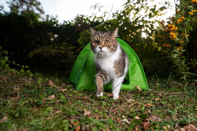 tabby white british shorthair cat leaving green mini tent outdoors in the garden looking for adventure right before sunset