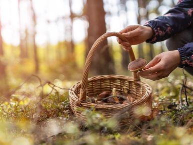 Foraging 