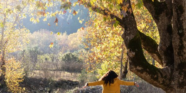 A woman stretching near a blue tent under a large tree in autumn.