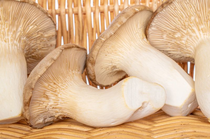 Group of four whole fresh creamy king trumpet mushroom with braided rattan behind