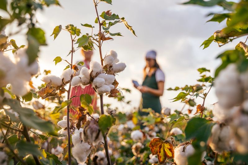 Quality control of the cotton plant crop. Confident women specialists analyzing the quality of the plants. Learning from the elder or from the younger ones...