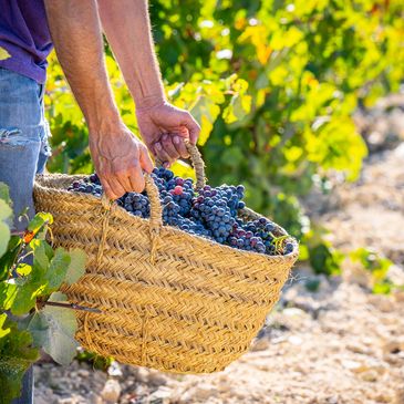 Person carrying a basket full of freshly picked grapes in a vineyard.