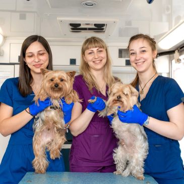Tres veterinarias sonrientes sostienen perros pequeños.