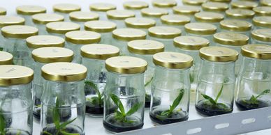 Rows of glass jars with plant samples inside on a metal shelf.
