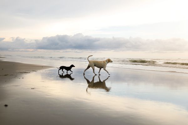 Cute Paco enjoying beach vibes at Waggin Beach.