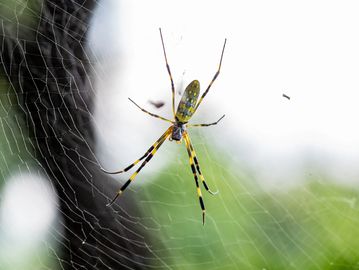 A yellow and black spider on its web against a blurred natural background.