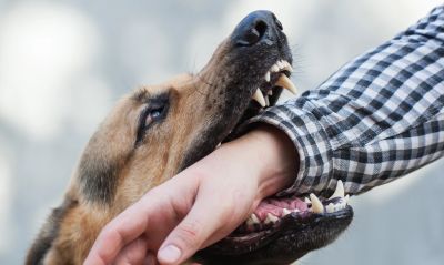 Dothan Dog Bite Lawyer 